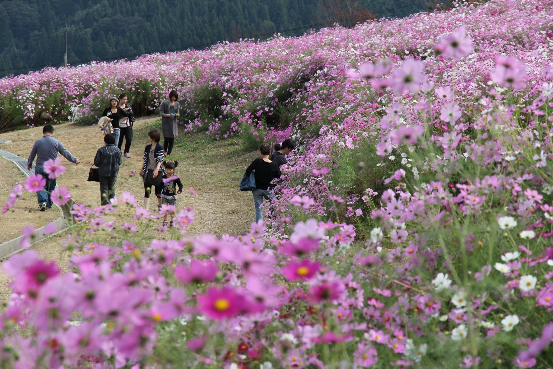 🌸 토나미 꿈의 평원 스키장 (토나미 유메노타이라 스키조) 이미지 9